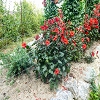 Plants: image 172 Of 208 Thumb